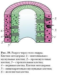 Kraken ссылка зеркало рабочее